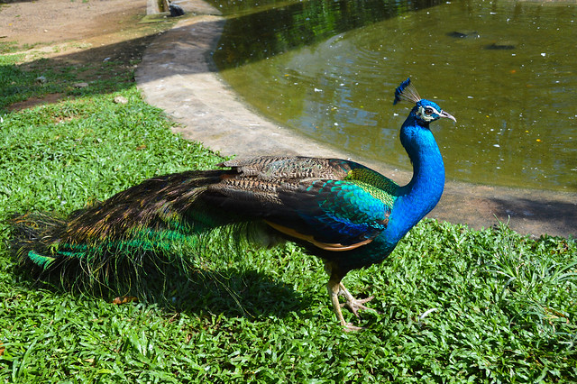 Indian Peacock (Pavo cristatus)