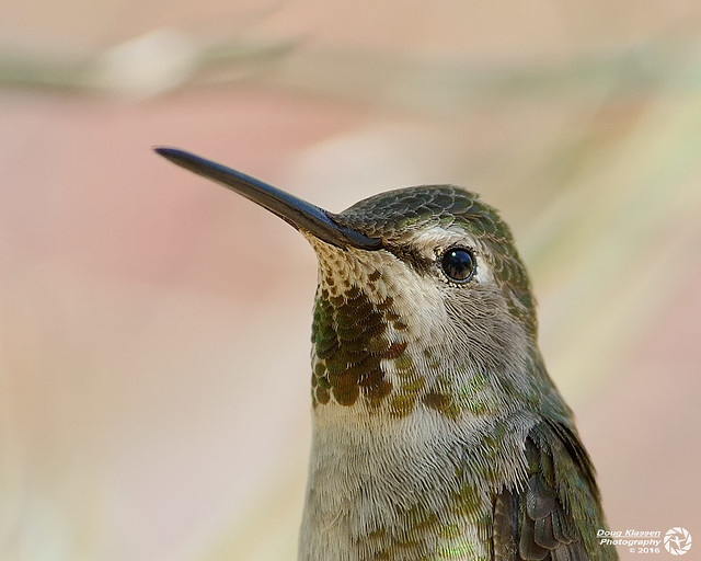 female Anna's Hummingbird