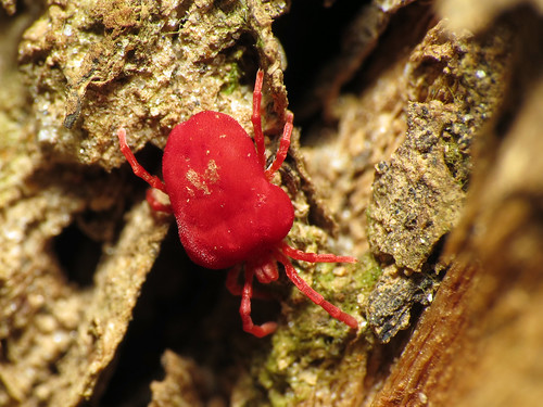 Huge Red Velvet Mite | Trombiidae sp. Rock Creek Park, Washi… | Flickr