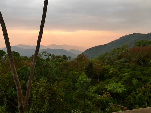 landscape rainforest colombia cloudforest rnaeldorado