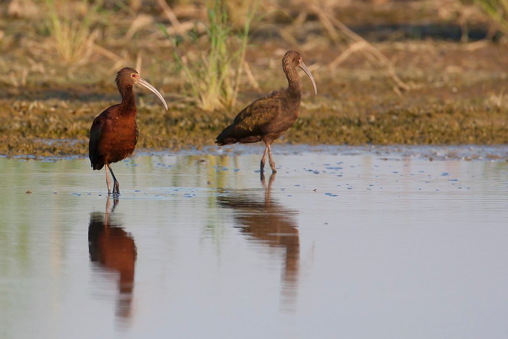 Plegadis chihi | White-faced Ibis | vitmaskad ibis