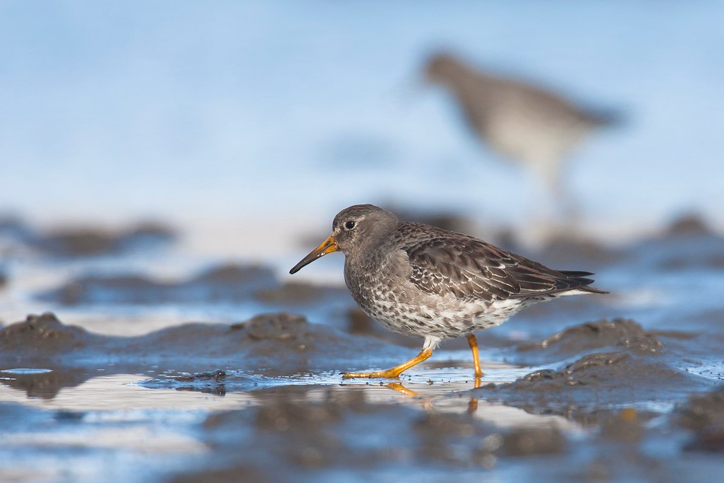 Calidris maritima | Purple Sandpiper | skärsnäppa