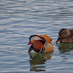 mandarin duck (10)