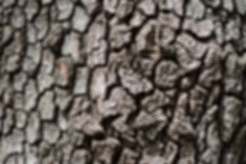 tree-bark-blur