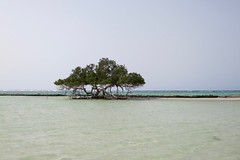 Mangrove in the Red Sea