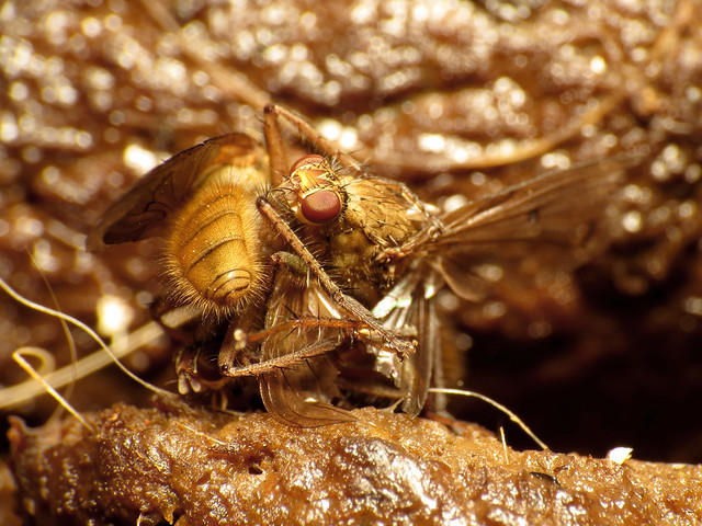 Dung Fly Threesome