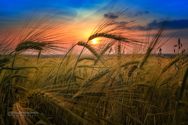 Sunset Over Wheat Field