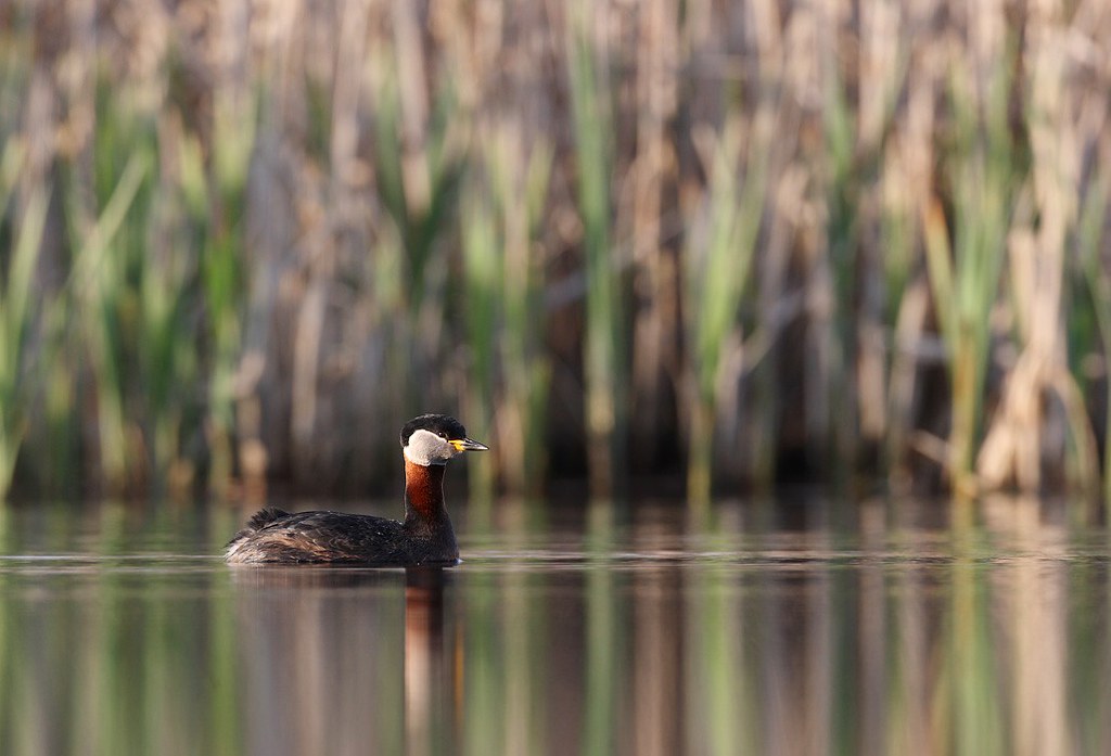 Podiceps grisegena | Red-necked Grebe | gråhakedopping
