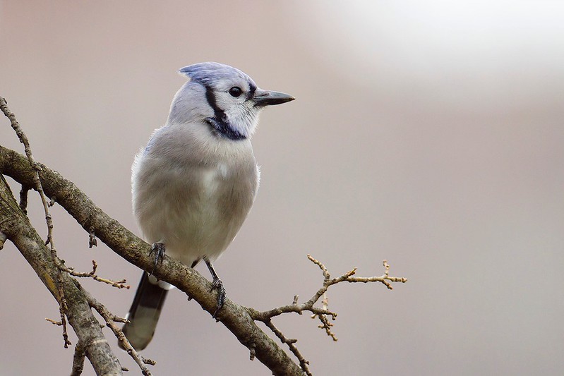 Cyanocitta cristata | Blue Jay | blåskrika