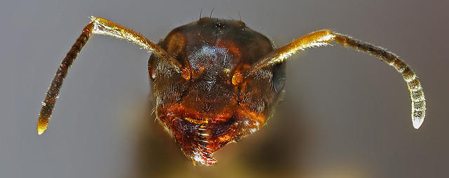 Ant - ennae