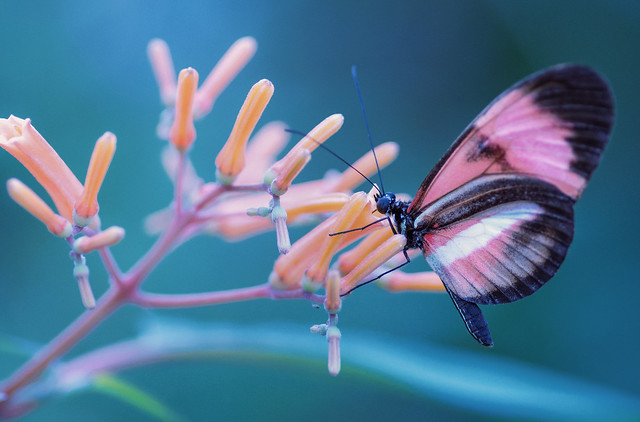 Amauris niavius - Butterfly