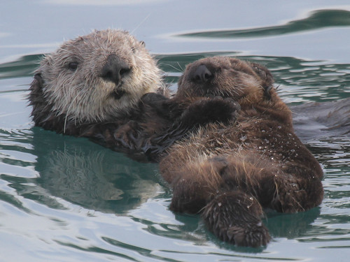 Sea Otter and young (Enhydra lutris) at Morro Bay Harbor 2… | Flickr