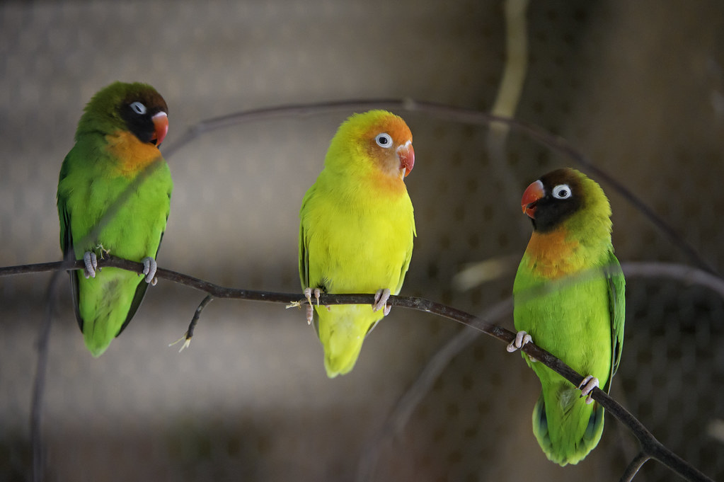 Understanding Lovebird Behavior