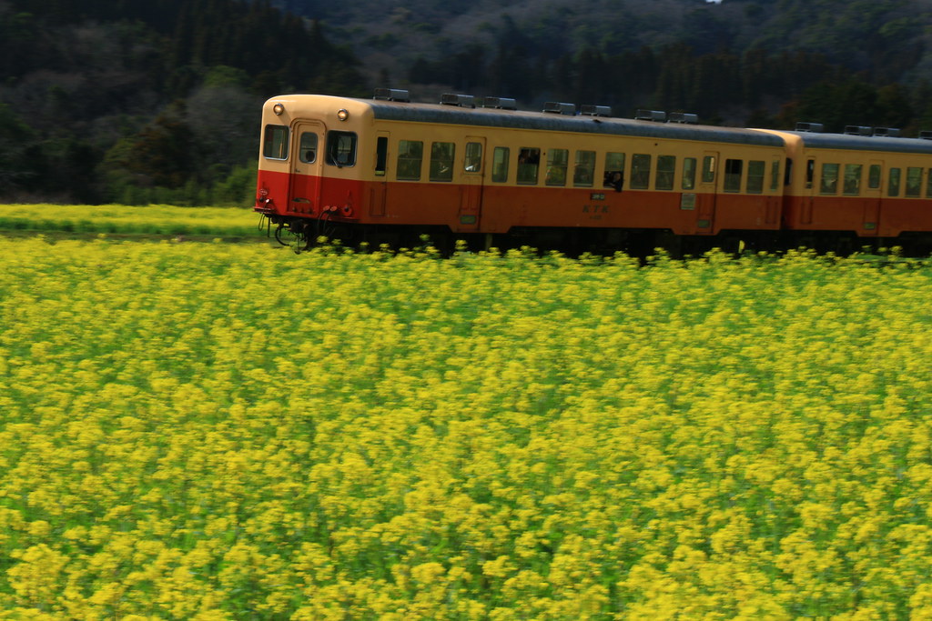 小湊 鉄道 菜の花