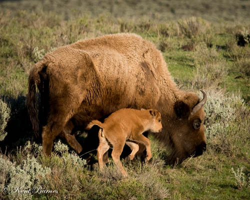 Bison and calf-8447