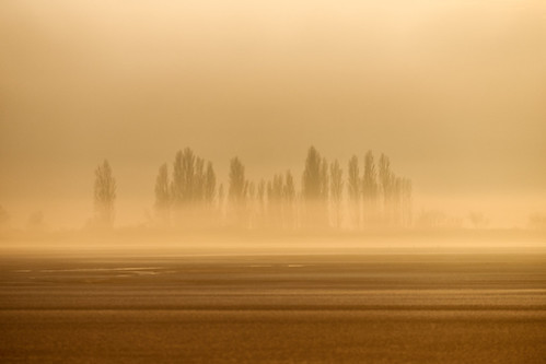 tree nature fog landscape geotagged nationalpark nebel outdoor nopeople landschaft baum burgenland neusiedlersee xf seewinkel geo:lat=4781814011 geo:lon=1679676533 xp107692v2