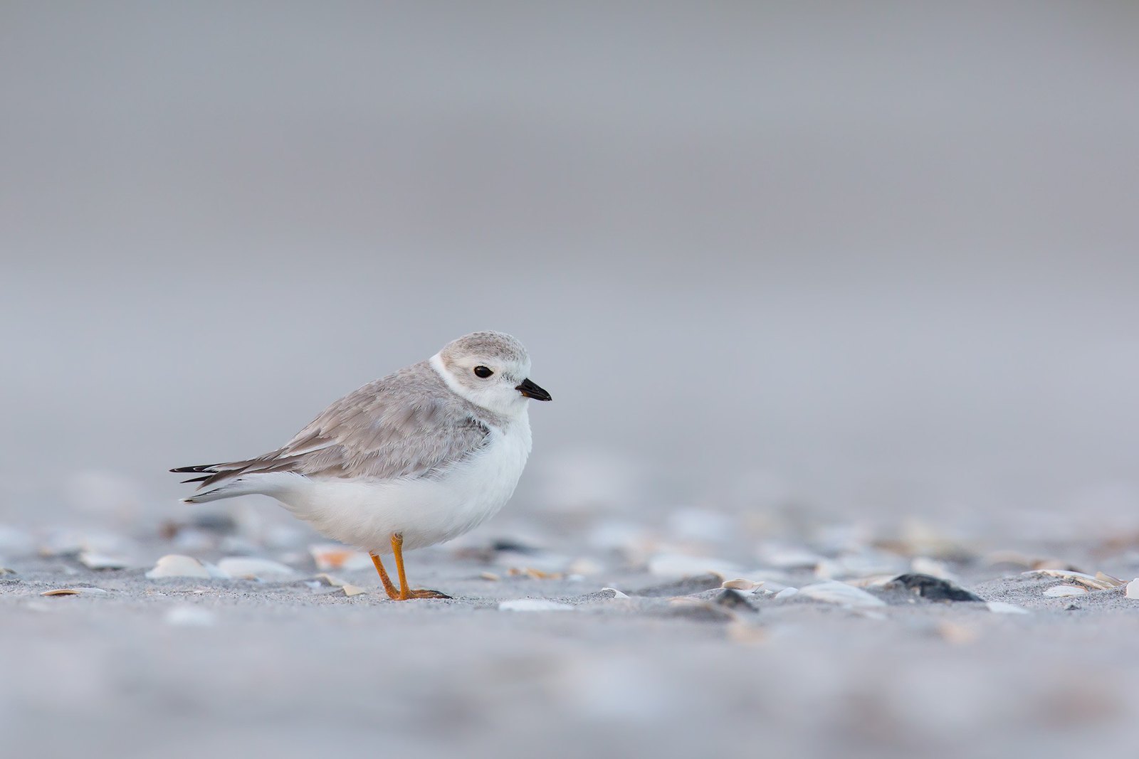 Charadrius melodus | Piping Plover | flöjtstrandpipare