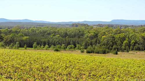 trees sky mountains nature rural countryside nikon australia hills vineyards nsw coolpix fields farms greenhouses huntervalley gumtrees paddocks pokolbin p600