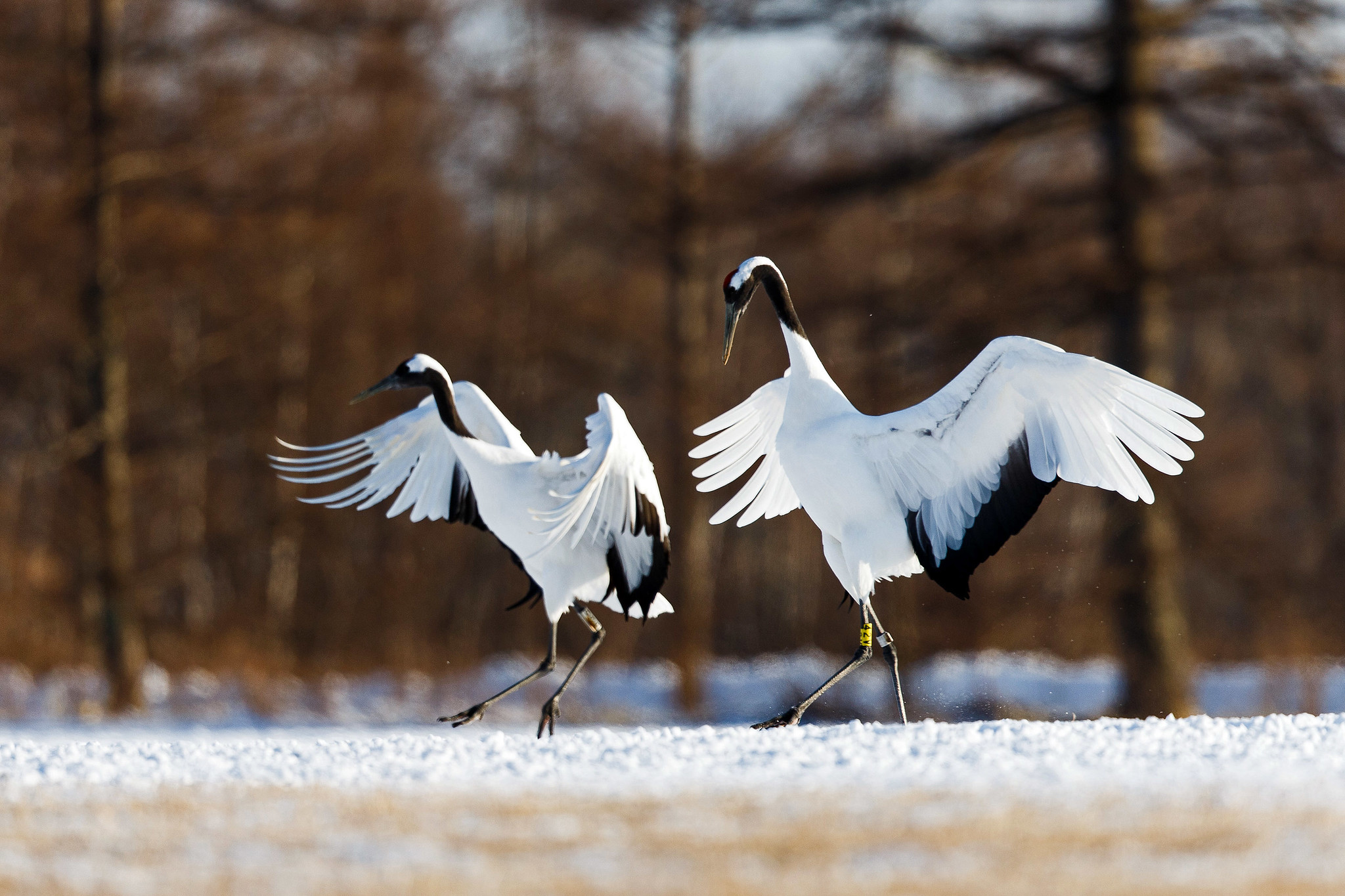 Red Crowned Crane - Cranes in Hokkaido