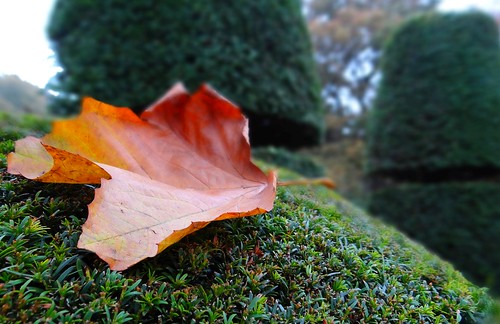 nottingham autumn nature leaves closeup leaf nottinghamshire ruffordcountrypark autumn2015