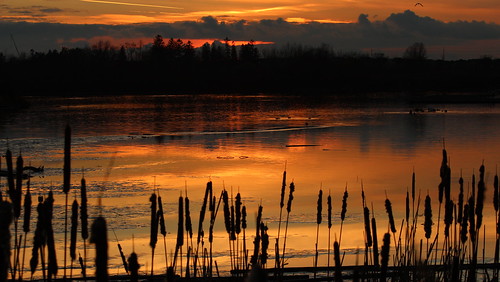 sunset ontario silhouette cattails whitby whitbyontario whitbyharbour whitbyon sandragilchrist