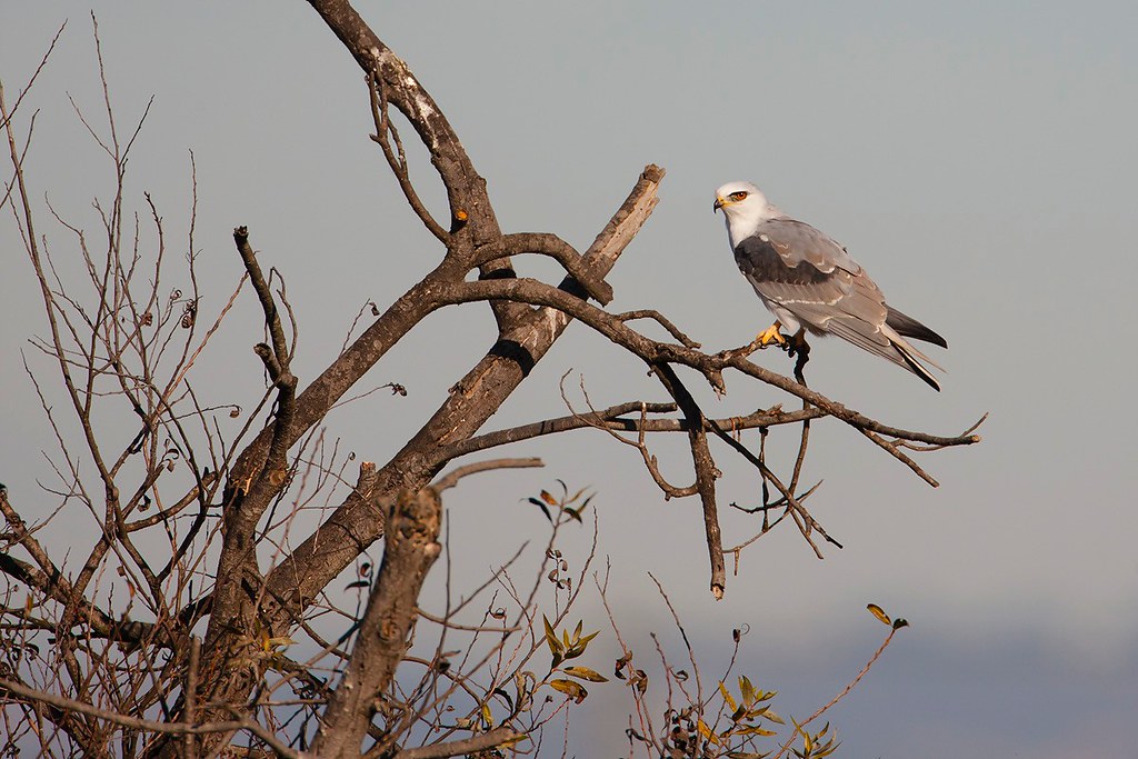 Elanus leucurus | White-tailed Kite | vitstjärtad glada