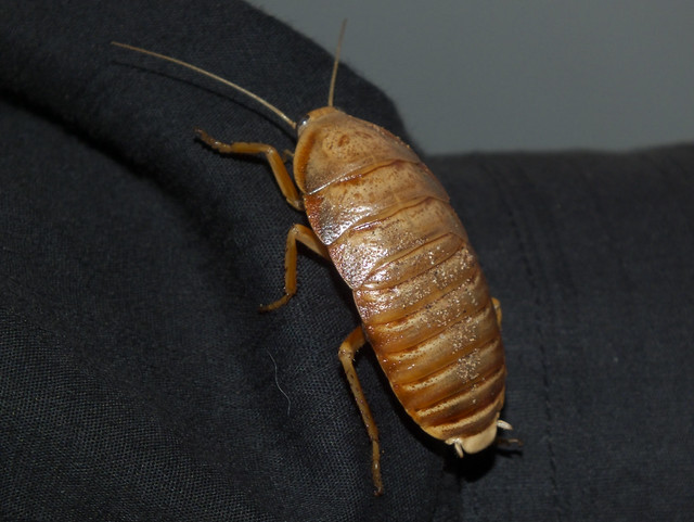 Blattidae Polyzosteriinae>Anamesia angusta? Australian Sleepy cockroach DSCF3533
