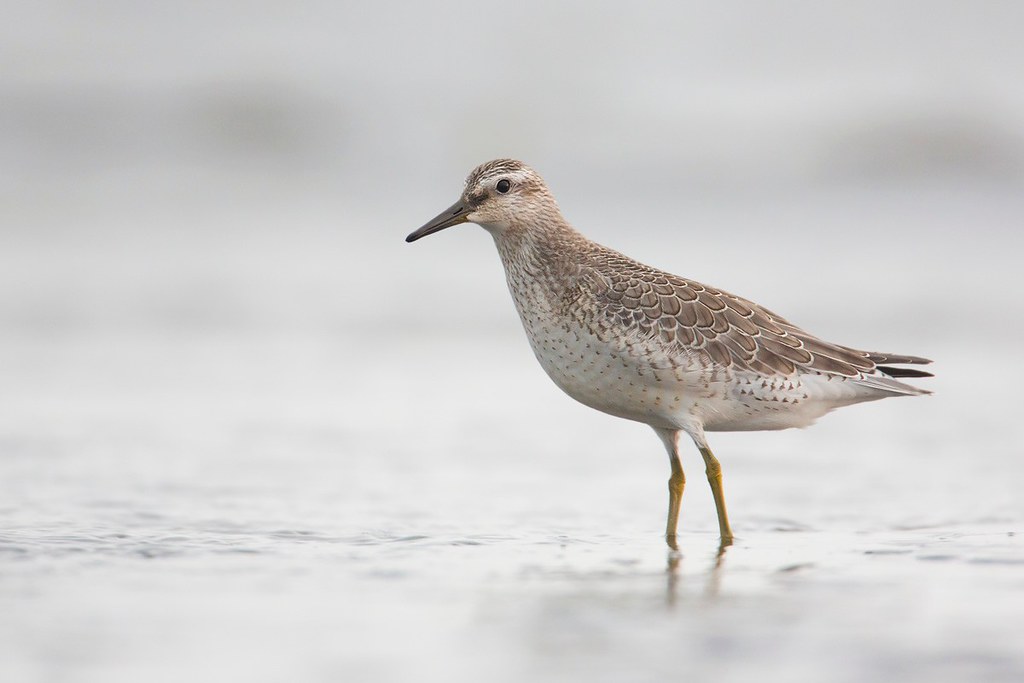 Calidris canutus | Red Knot | kustsnäppa