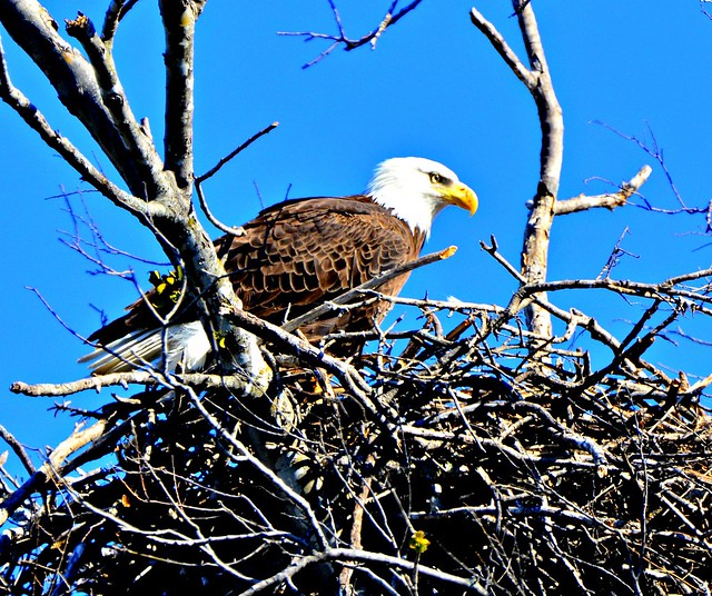 Mother Eagle at The Nest.