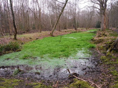 Seasonal Pond in Old Grove, Wormley Wood SWC Walk 168 Broxbourne Circular