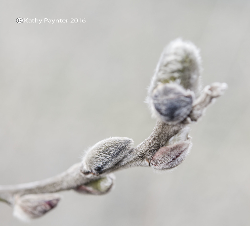 Pussy Willow 1262