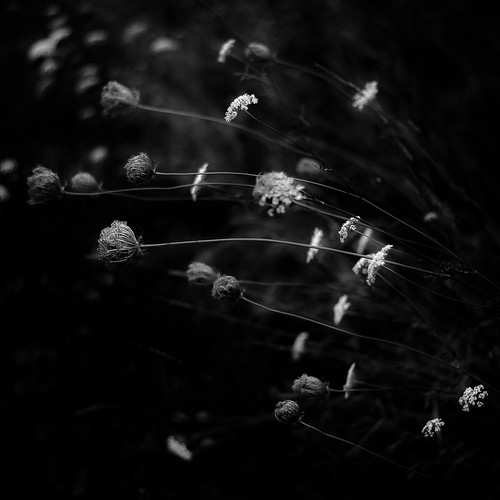 d5000 dof middleforksavanna nikon abstract blackwhite blackandwhite blur bw depthoffield flowers landscape light marshland monochrome natural noahbw shadow square summer wetlands summerwildflowers