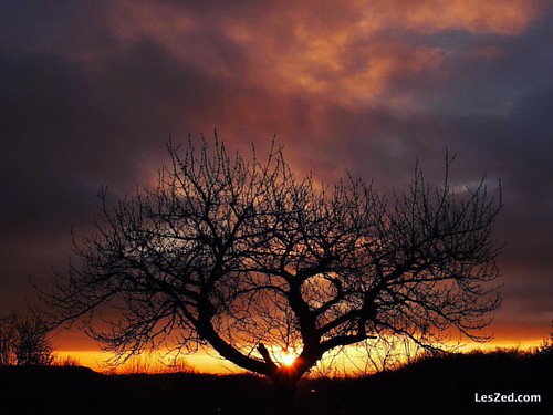 Encore un beau levé de soleil sur le Parc naturel du Pilat (France) #sun #sunrise #sunshine #red #country #countryside #nature #instanature #naturelovers #tree #cloud #pilat #pilatmonparc #loiretouris by leszed.com, square squareformat clarendon iphoneography instagramapp uploaded:by=instagram