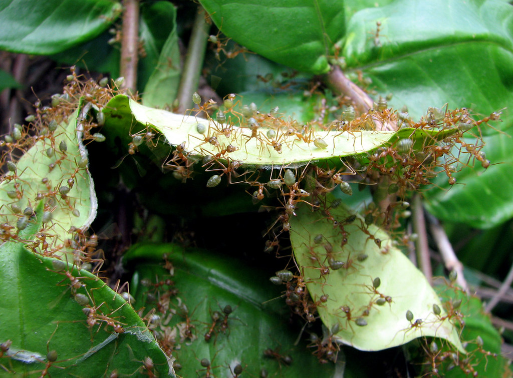 Green Tree Ants
