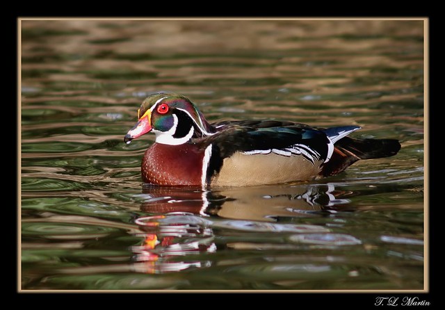 Duck of Many Colors...