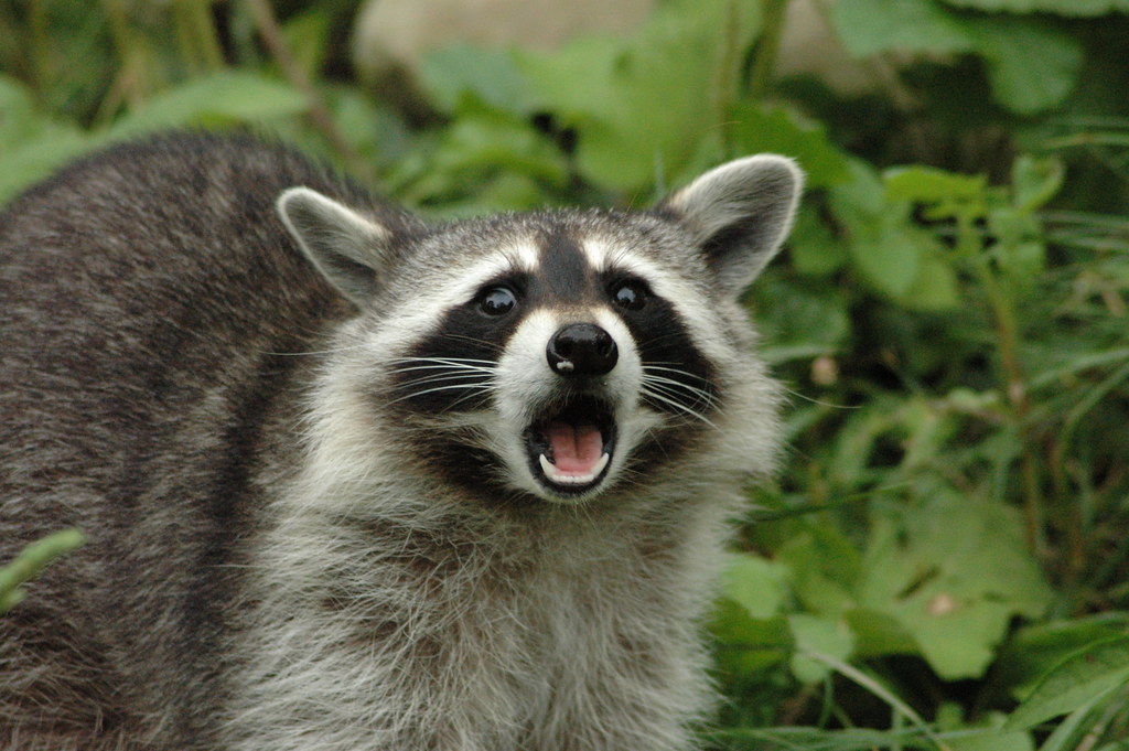 funny raccoon | neon_woodchuck | Flickr