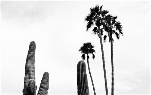 Cactus and 3 Palms by Juli Kearns (Idyllopus)