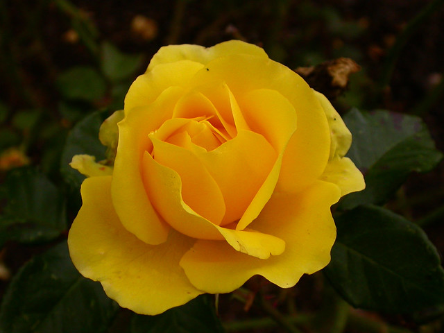 Rosa 'Freedom' (Rosaceae)