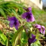 violet　菫