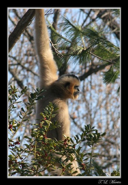 White-cheeked gibbon - Female