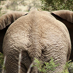 Elephant's ass