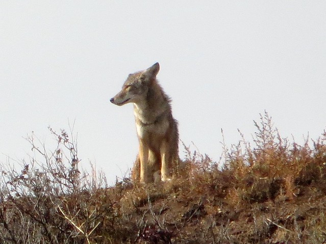 wet coyote after the rain