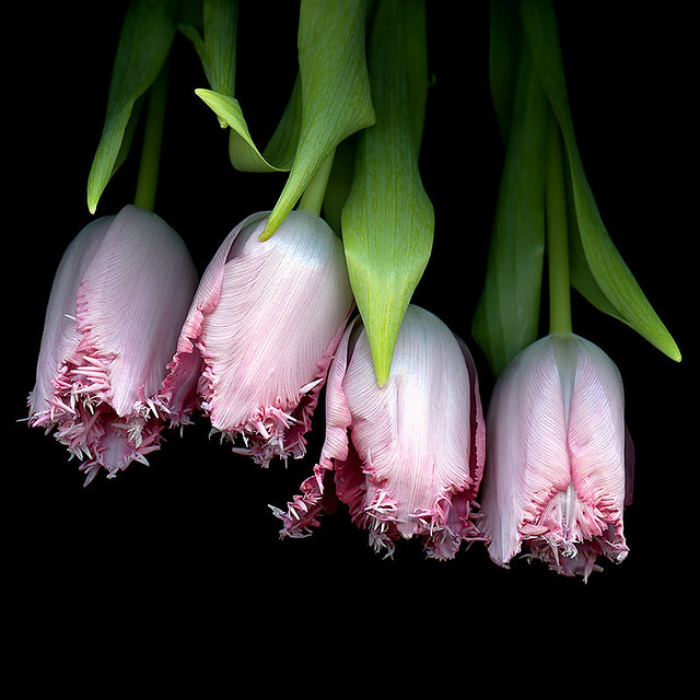 PINK IN-FRINGE-MENT… Tulips | Upside down -> www.youtube.com… | Flickr
