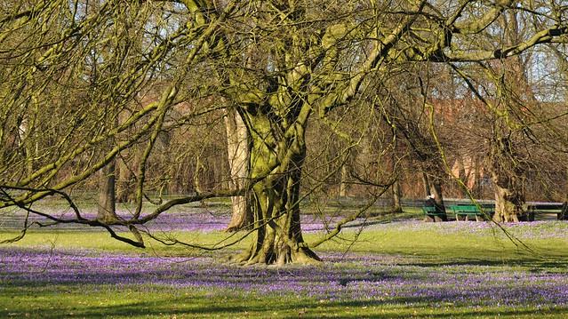 Der Frühling kommt - Krokusblüte im Schlossgarten in Husum, Nordfriesland 07
