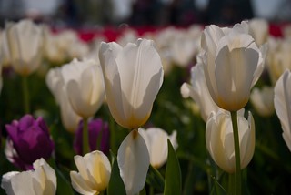 Delicate White Tulips | Mike McBride | Flickr