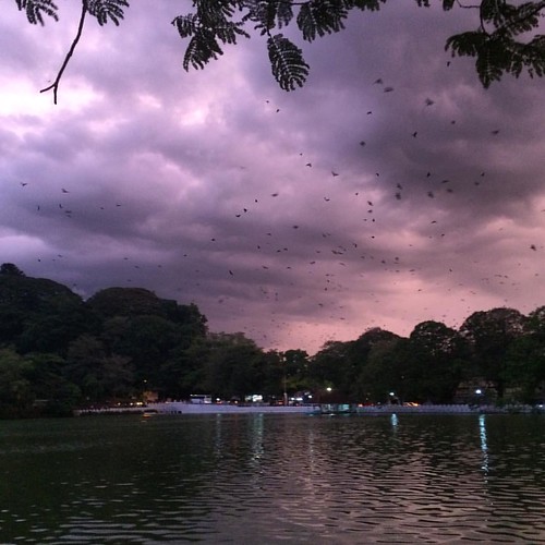 sky lake rain birds square purple squareformat srilanka iphoneography instagramapp