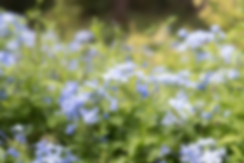 blue-flowers-blur