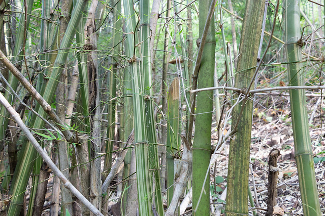 Bamboo species