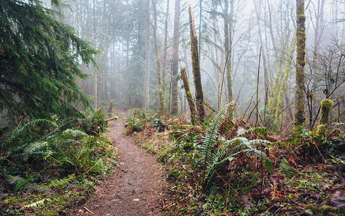 forest nature trees path trail fog foggy issaquah tigermountain pacificnorthwest canoneos5dmarkiii canonef2470mmf28lusm johnwestrock washington