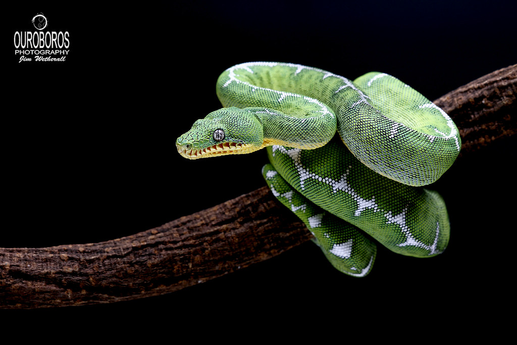 the cutest snake in the World - Cute Snakes You Have to See to Believe